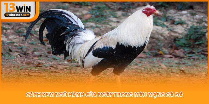 Cách xem ngũ hành của ngày trong màu mạng gà đá