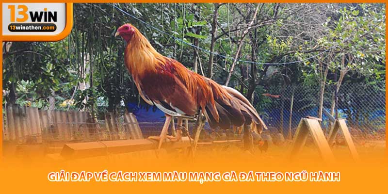 Giải đáp về cách xem màu mạng gà đá theo ngũ hành